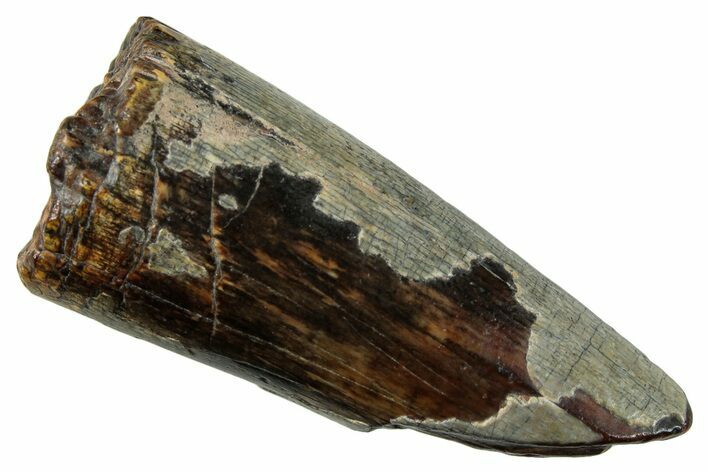 Dinosaur-Eating Crocodile (Sarcosuchus) Tooth - Niger #282118